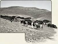 The Road Down to Jericho